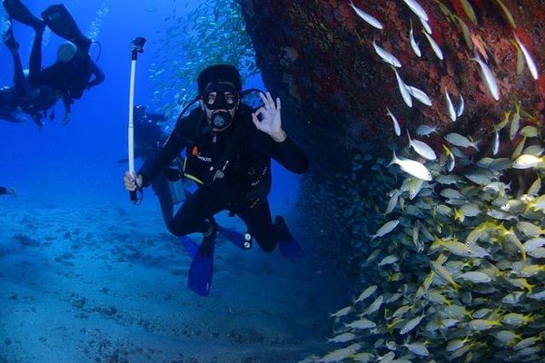Camping et plongée en Bretagne : les spots incontournables pour observer la faune marine